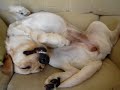 Seu Labrador Também RONCA ??? Seu Labrador Também RONCA ???