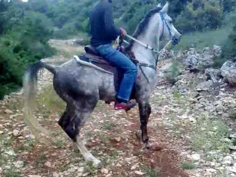خيول