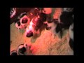 St Bernards Puppies 4 weeks - van 't Hof ten Eynder