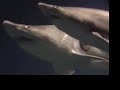 gary coleman explains marine life