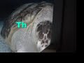 gary coleman explains marine life