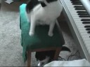 Lucky & Cleo cat spat