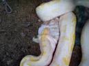 Bernice the Burmese Python Eating Bernice the Burmese Python Eating