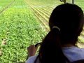 Green Green Beans