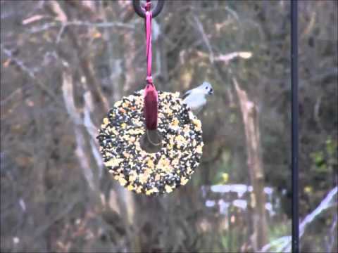 how to grow nyjer bird seed