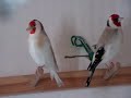 Darrrrek - Breeding carduelis major28
