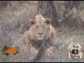 Lion bowhunting Lion bowhunting
