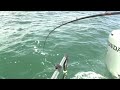 Potluck fishing with Captain Montes in the beautiful Monterey, California. Sure was interesting to see all the sea life as seen today..Monterey is a beautiful area lAt times today with the mystic fog, it reminded me of fishing in Alaska and BC..Tried for salmon, then jigged up suid then went for halitbut...Tofind out about other fantastic products such as FBR™ for salmon, trout, stripers and halibut trolling and trout fishing go to www.sheltonproducts.com How the self releasing quick out trout catfish bass bait hook works. To find out how the amazing self releasing hook works and to see the animation of release action go to http To find out more about my advanced fishing invention go to www.sheltonproducts.com To see my video movie theater with a incredible list of how to and action fishing video go to http To see a video of the TadPole snagless weights go to www.sheltonproducts.com There were two hook mortality study done with them in the Eastern Sierras and sponsored by US Forest service and local business men in Mono and Inyo Counties that proof the mortality rate was equal to or less than fly fishing mortality. Since you aren't breaking off hooks in fish and with the TadPole snagless weights, not breaking off in rocks, you get in more fishing time because you are not down re-rigging so that gives you more time with your bait in the water and you improve your catch. This is especially important when you have kids, as you will not spend all of your time re-rigging them <b>...</b>