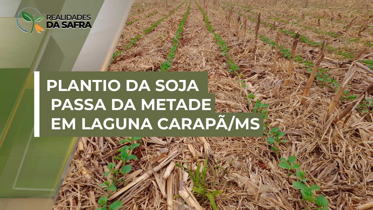 Plantio da soja deve passar da metade em Laguna Carapã/MS, que tem boa germinação até aqui