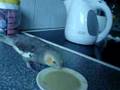 videos de Mekkie eten
