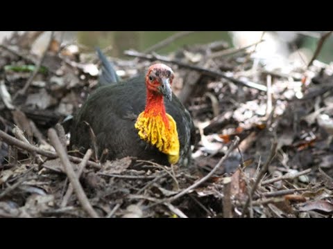 <p>More Australian Brushturkeys for greater Brisbane</p>
 video thumbnail