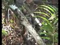 Mangrove Pitta in Thailand Mangrove Pitta in Thailand