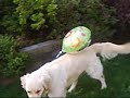 Buddy Fram VS the Helium balloon