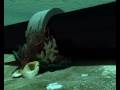 videos de TRASVASI SUBMARÍ DES DEL ROINE FINS BARCELONA