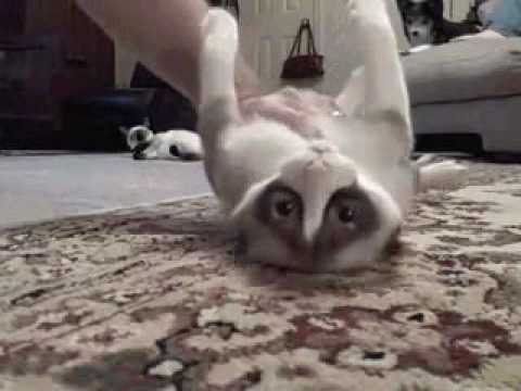 Funny Cat Fails