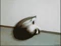 check out my latest cat vid www.youtube.com watch these cats fail at life. i got some of these at funnyjunk.com plz comment & enjoy