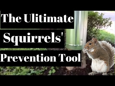 how to eliminate squirrels