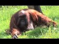 A Family Affair - Orangutan (full pilot) - Thumb #1