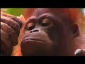 A Family Affair - Orangutan (full pilot) - Thumb #2