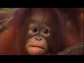 A Family Affair - Orangutan (full pilot) - Thumb #3