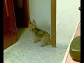 Zeus cantando Flow My Tears 2