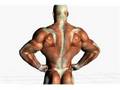 Bench-Press-Pectoral