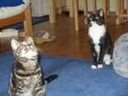I love cats