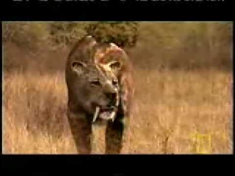 smilodon