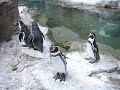 Penguins