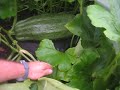 Growing Giant Vegetable Marrow squash with Uncle Tony .