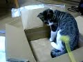猫動画