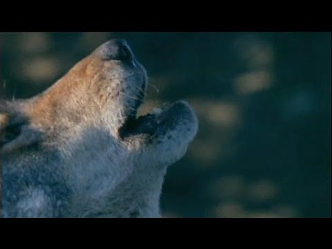 Der Wolf, das Lamm, der Landwirt und die EU: Entschdig ...