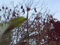 fruit-bats.html