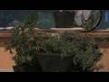 Gardening Tips & Flowers : How to Small-Container Garden (Kitchen Herbs)
