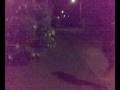videos de Video 6 - Cerva viva 4