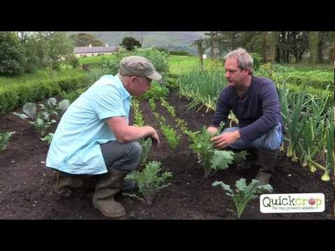 how to grow kale in florida