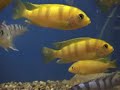 Aquarium - fresh water