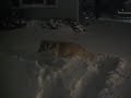 riley in the snow 3 12 19 09.AVI