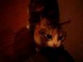 三毛猫のおかえりなさい
