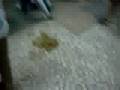 videos de M.V. ZN5 / 24-07-2008 Term. Barra Funda ( v - PIPOK )