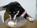 Click here to watch this video 黒柴「まめ」２歳誕生日 ささみロールキャベツ&サラダ♪