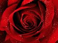 To listen to the truth requires a courage and to accept it requires a power and to spread it requires peek of patience
