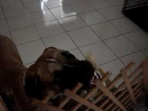 bullmastiff
