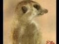 Meerkat Manor - Who will lead the Whiskers?