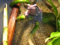 Litoria Caerulea croaking Litoria Caerulea croaking