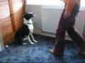 videos de Wave Dog Trick Charlie now at Dog Trust Salisbury