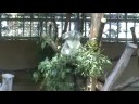 San Diego Zoo - Koala - July 4, 2008