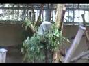 San Diego Zoo - Koala - July 4, 2008