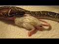 Repas Python Anchietae