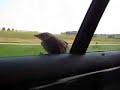 Bird goes for a ride Bird goes for a ride